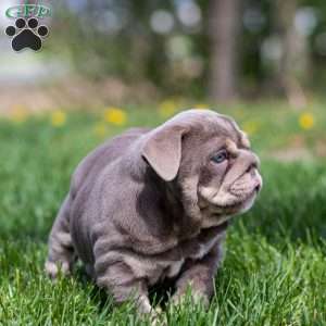 Indigo Pearl, English Bulldog Puppy